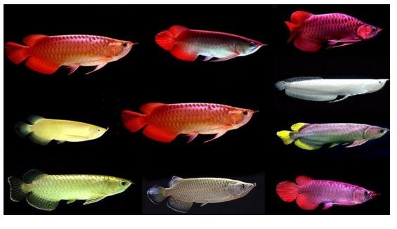Leopoldi Stingray Black Diamond and Asian red arowana fishes for sale