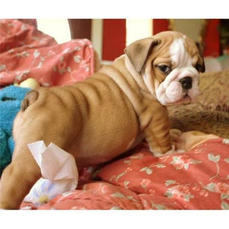 Adorable beautiful AKC registered English bulldog pups ready...	Tel;2819737435