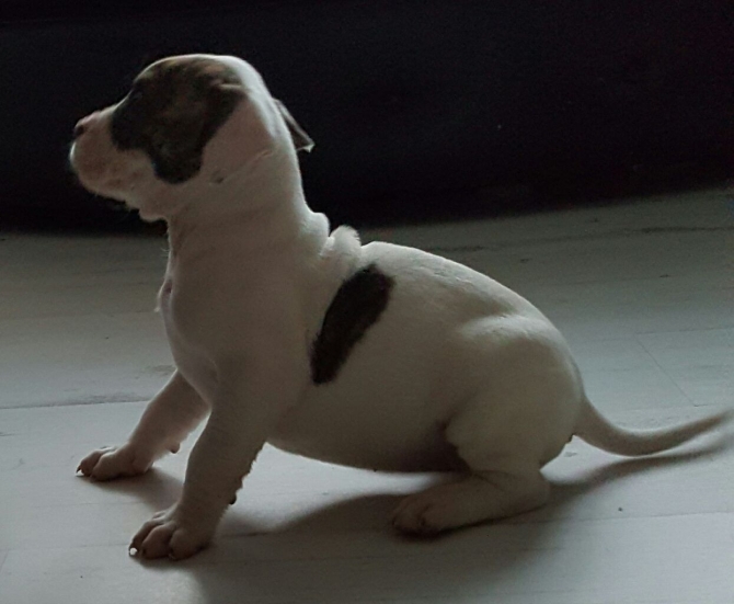 American Bulldog Puppies 779-232-3507