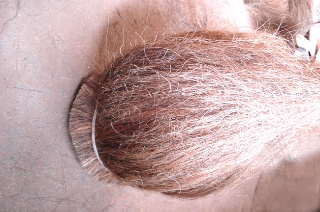 combed cattle tail hair