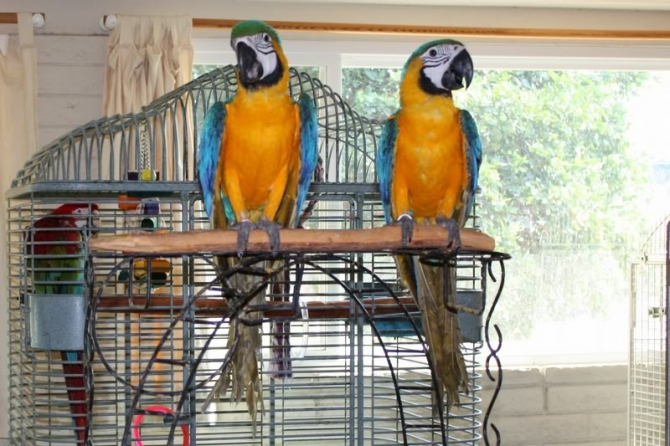 African and macaw Parrots available 