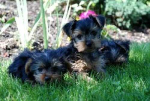 Male and Female Yorkie puppies.for Adoption Text 760 882-7364