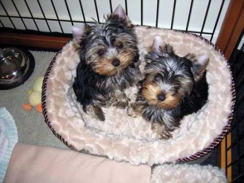 Lovely Yorkie Puppies For Adoption Text 760 882-7364