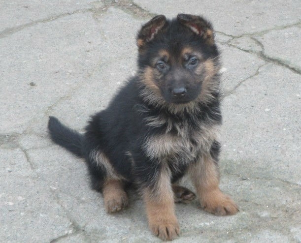 Pedigree German Shepherd Puppies For Sale Text 240 804-5107