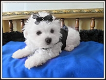 Healthy and adorable beautiful maltese puppies for Adoption