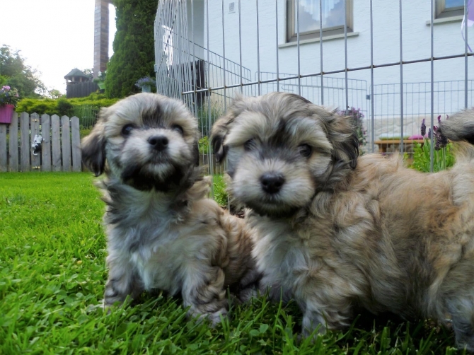 Beautiful Havanese Puppies For Sale.