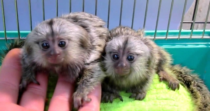 Cute and Adorable Marmoset Monkeys Text 240 542-6372