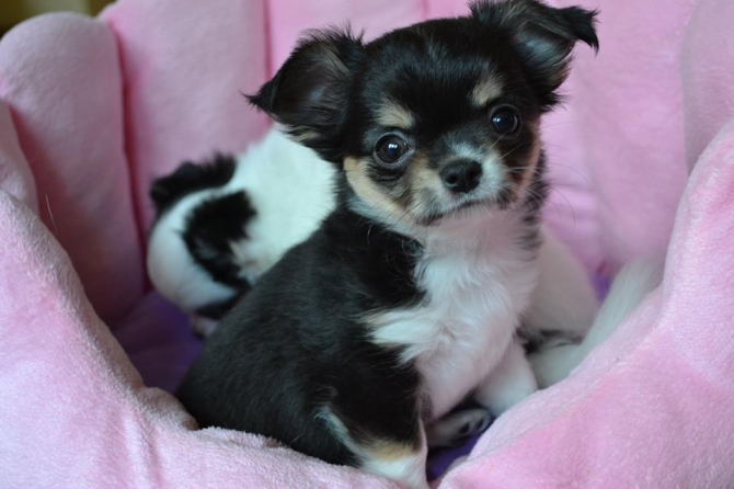 Lovely And Cute Chihuahua Puppies Available Now