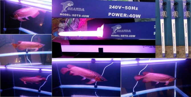 Top Quality Super Red Arowana Fish For Sale And Many More.