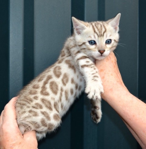 *** Gorgeous rosetted Bengal kittens born in all three colors- Brown, orange and Snow***