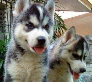  Quality Siberian Huskies Puppies:***???Text940745-6434