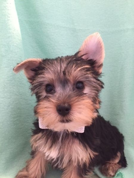 Male And Female Yorkie For Sale