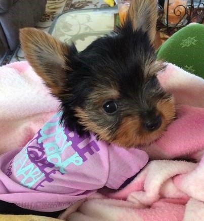Male And Female Yorkie For Sale