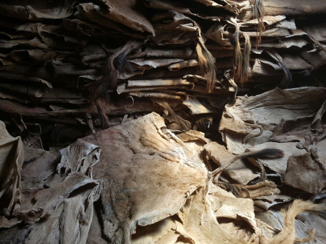 Wet And Dry Salted Donkey Hides In Stock 