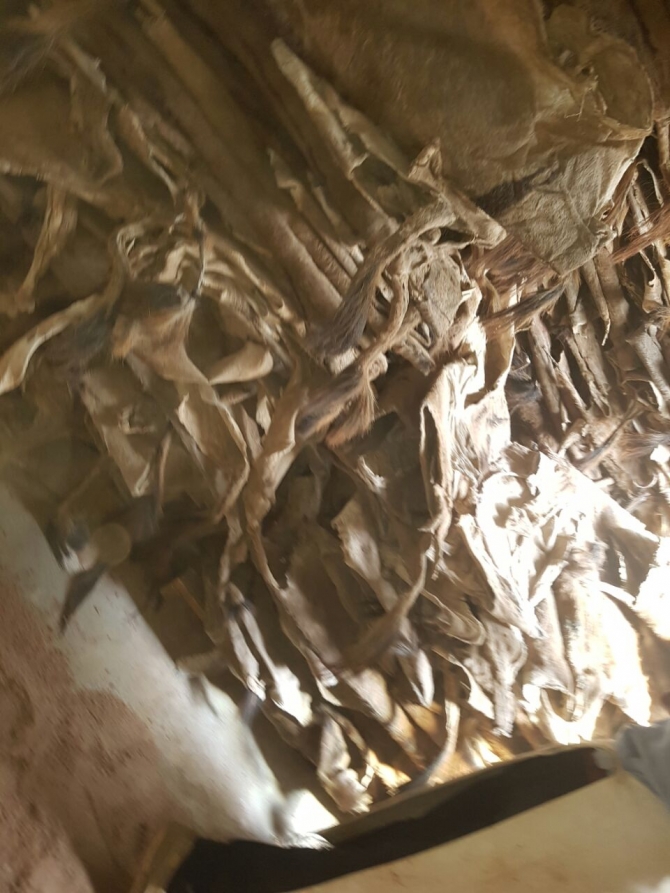 Wet And Dry Salted Donkey Hides In Stock 