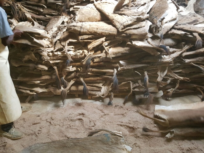 Wet And Dry Salted Donkey Hides In Stock 