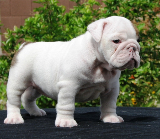 Well Trained English Bulldog Puppies  Male and Female 