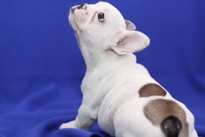 Registered French Bulldog puppies for sale 