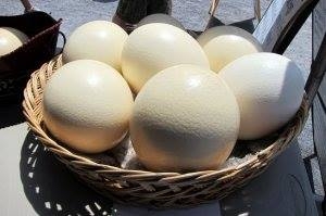 Ostrich eggs for breeding