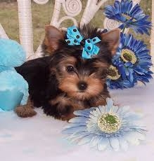 Cute teacup Yorkie puppies available.607 431-8064