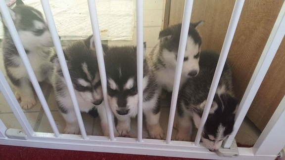  ready for reahoming.Siberian Husky puppies