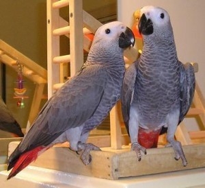 African grey parrot with cage and toys for sale