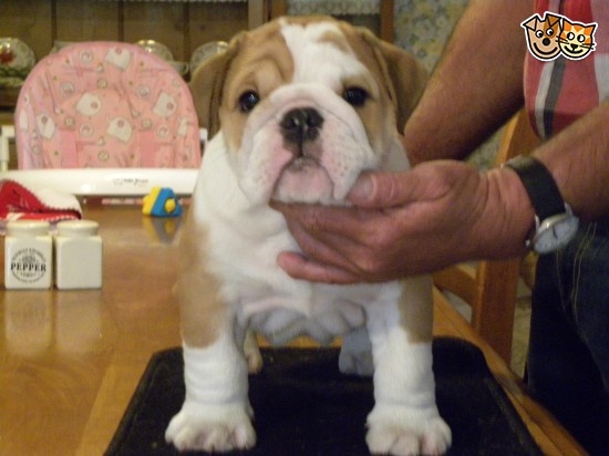 Super Adorable English Bulldog Puppies  For Rehoming