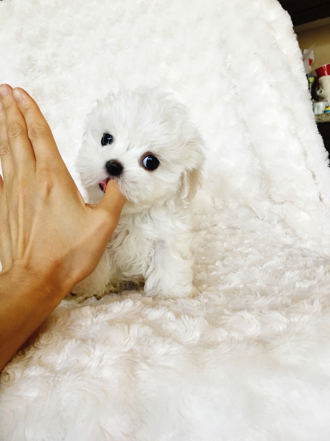 Top Cute AKC Maltese Puppies Now Available.TextCall 404600-7681 