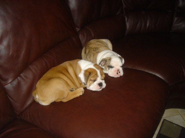  Blessed Male And Female English Bulldog Puppies