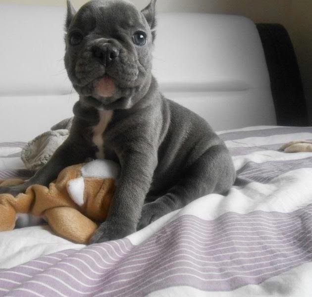 Outstanding,Charming French Bulldog Puppies Now Ready
