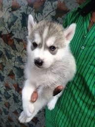 Sweet Siberian Husky Puppies