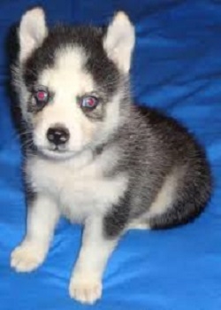 MALE AND FEMALE SIBERIAN HUSKIES PUPPIES AVAILABLE