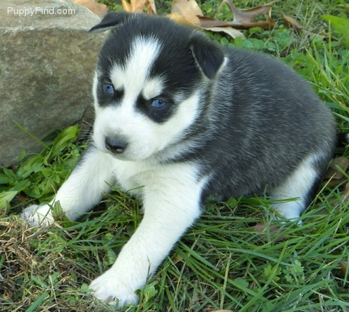 Huskies Puppies ... Male and Female