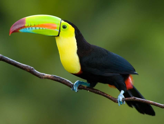 Well trained Yellow Throated Toucan