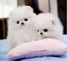 Beautiful white pomeranian Puppies Available