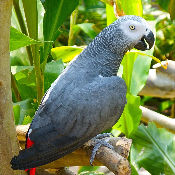 Africa grey parrot please contact us via 703 672-5734