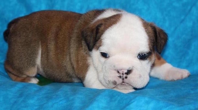 Potty Train AKC English Bulldog Puppies Available For New Families 