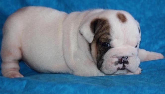AKC English Bulldog Puppies Available N All Ready For New Home