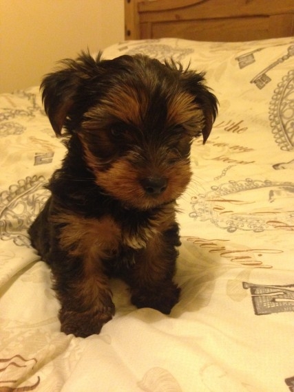  Cute teacup Yorkie puppies available.607 431-8064