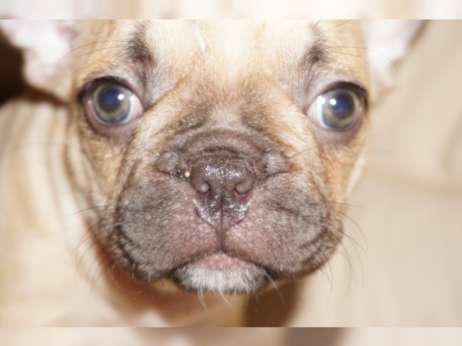 Pure breed French Bulldogs To Give Out