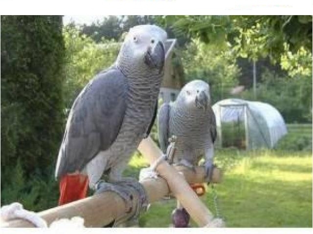 DNA Tested Adorable Congo African Grey Parrots.text via; 219 243-9341