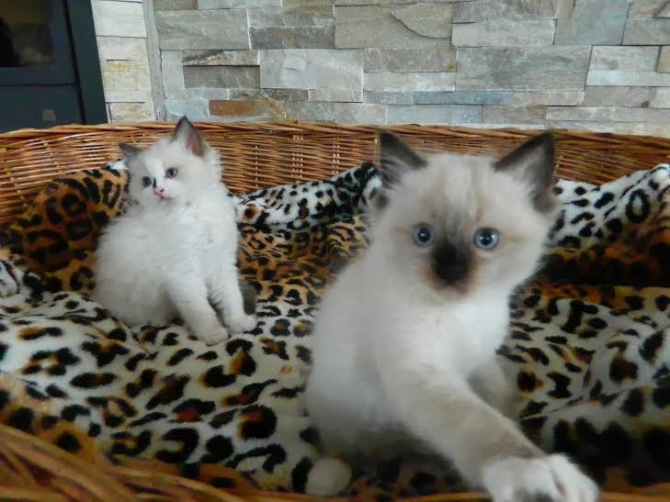 Beautiful Xmass Ragdoll Kittens For Sale. Text219 243-9341