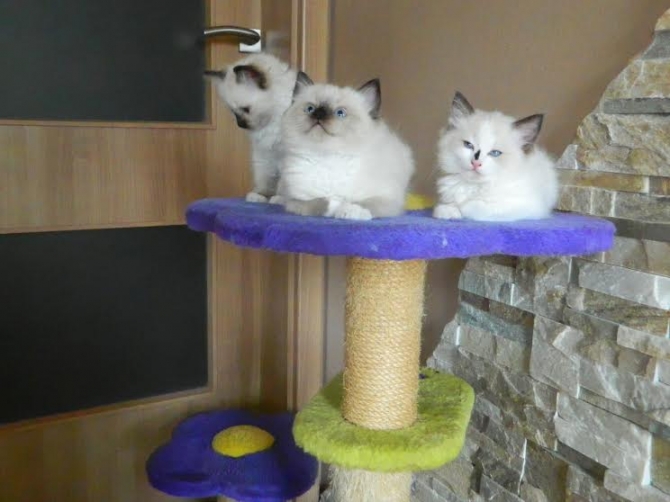 Beautiful Xmass Ragdoll Kittens For Sale. Text219 243-9341