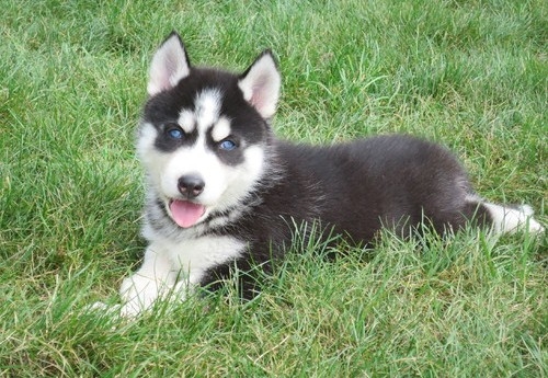 Pure Breed Siberian Husky For Homes..