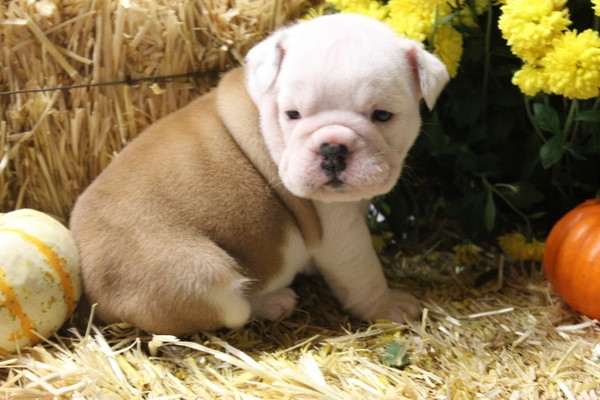 charmpion english Bulldog, specialized healthy  Bulldogs for sale