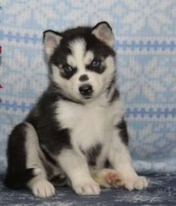 Adorable Siberian huskie puppies 607 431-8064 