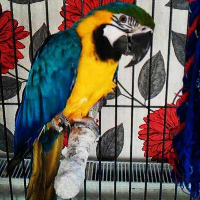 Blue And Gold Macaw good for loving families.