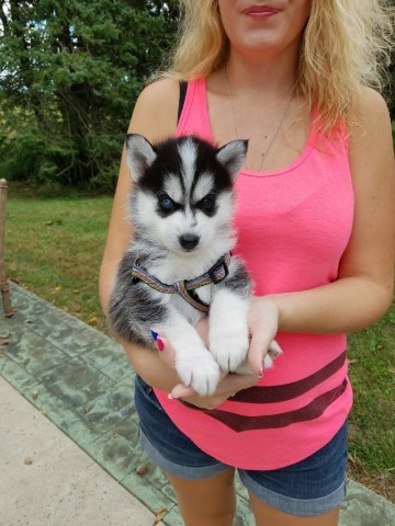 Funny Husky Puppies For Sale Near Me Free