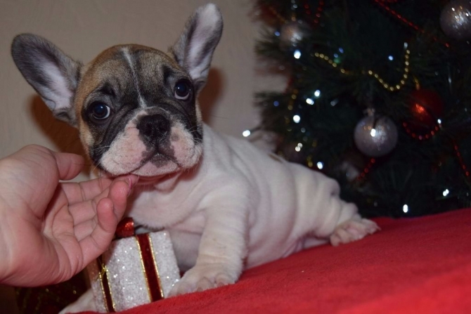 French Bulldog Puppies Kennel Club Registered 5 Gen Pedigree   Puppies leave us with: Kennel club papers 5 generation pedigree Kennel club 5 weeks free insurance Vets check Litter health certificate First vaccination- for second vaccine paid all read