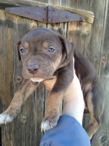 Red Catahoula Puppies